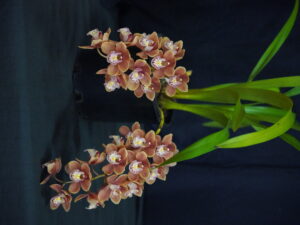 Best Small Cymbidium Advanced Novice/Novice Spring 2024
