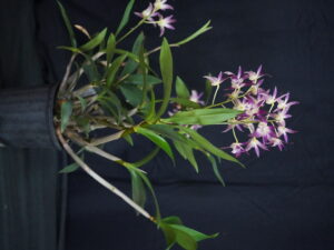 Best Australian Native Advanced Novice/Novice Spring 2025