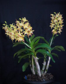 Best Small Cymbidium By Intermediate Spring 2025