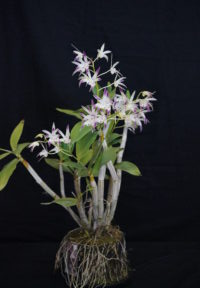 CHAMPION AUSTRALIAN NATIVE WINTER 2025