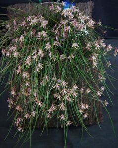 CHAMPION AUSTRALIAN NATIVE ORCHID SPRING 2025