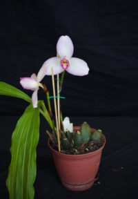 Best Other Hybrid Open Winter 2025