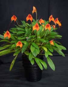  Best Masdevallia By Open Spring 2025
