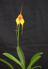 Best Masdevallia Open Winter 2025