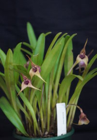 Best Masdevallia Novice/ Advance Novice Winter 2025