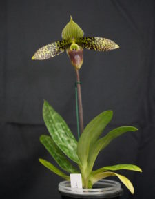 GRAND CHAMPION ORCHID SPRING 2025
