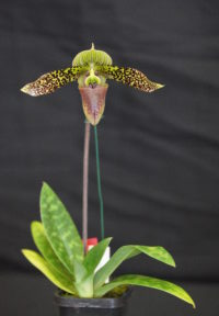 Best Paphiopedilum Open Winter 2025