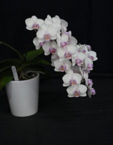 Best Other Orchid By Advanced Novice/Novice Spring 2025