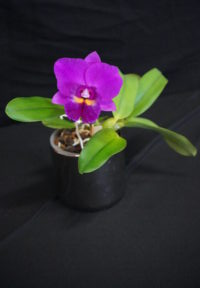 RESERVE CHAMPION WINTER 2025