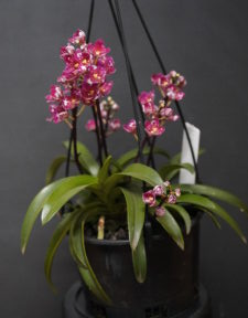 NOVICE NOVEMBER 2025