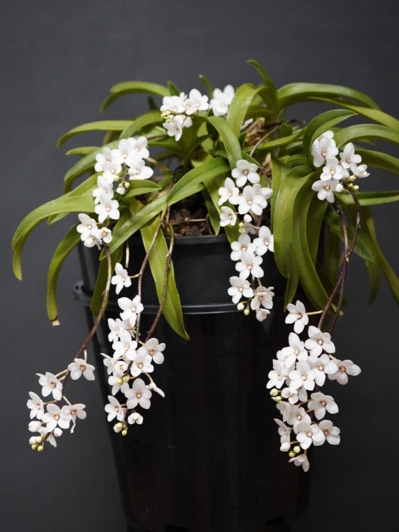 ADVANCE NOVICE NOVEMBER 2025