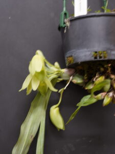 PRESIDENT CHOICE FEBRUARY 2025