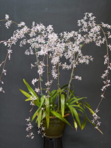 INTERMEDIATE FEBRAURY 2026