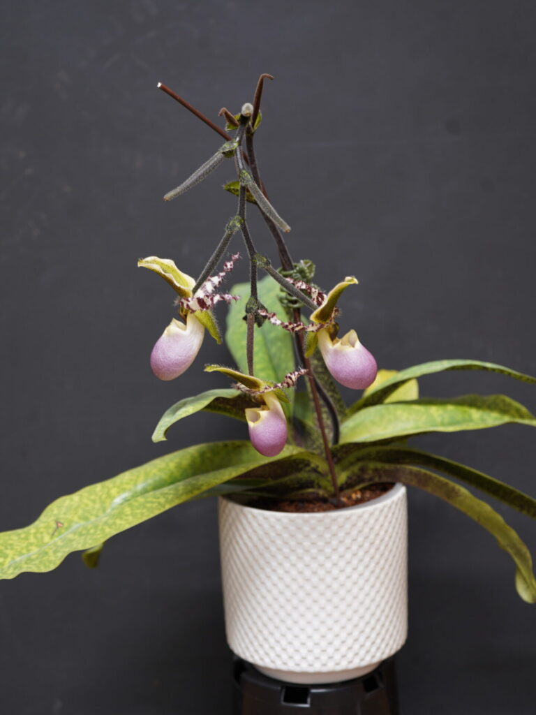 ADVANCE NOVICE FEBRAURY 2026