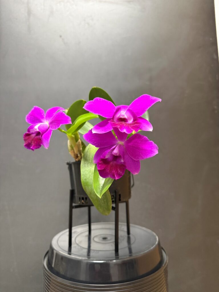 ADVANCE NOVICE APRIL 2026