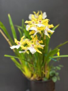 INTERMEDIATE APRIL 2026