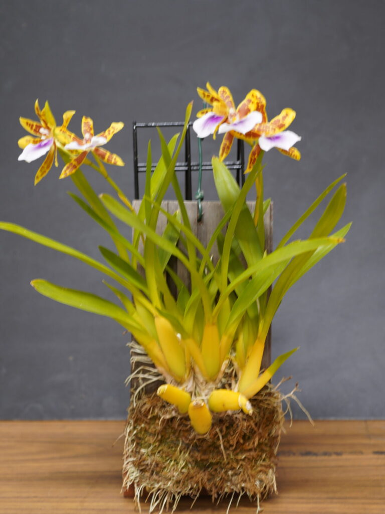 ADVANCE NOVICE MARCH 2026