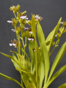 INTERMEDIATE MARCH 2026