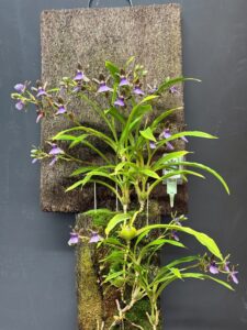 PRESIDENT CHOICE APRIL 2026