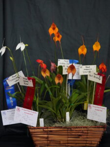 BEST BASKET OF ORCHIDS WINTER 2026