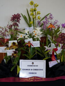 BEST SMALL DISPLAY OF ORCHIDS 2026