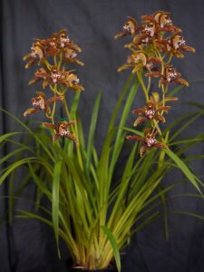 Best Medium Cymbidium Intermediate Winter 2026