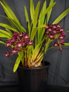 Best Small Cymbidium Novice/Advance Novice Winter 2026
