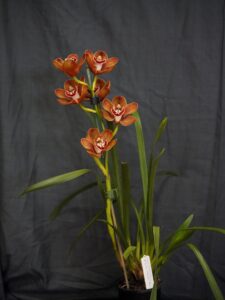 Best Medium Cymbidium Novice/Advance Novice Winter 2026