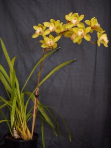 Best Large Cymbidium Novice/Advance Novice Winter 2026