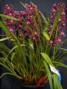 CHAMPION CYMBIDIUM WINTER 2026