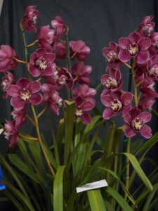 Best Large Cymbidium Open Winter 2026