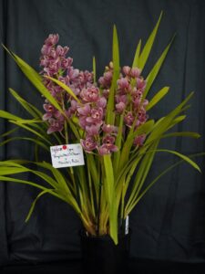 Best Small Cymbidium Open Winter 2026