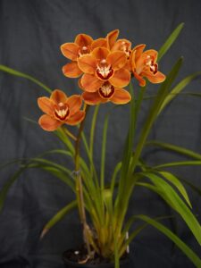 Best Large Cymbidium Intermediate Winter 2026