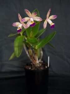 Best Other Hybrid Intermediate Winter 2026