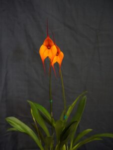 Best Masdevallia Open Winter 2026