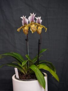 Best Paphiopedilum Novice/ Advance Novice Winter 2026