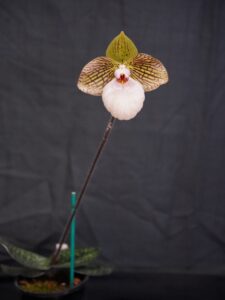 Best Paphiopedilum Open Winter 2026